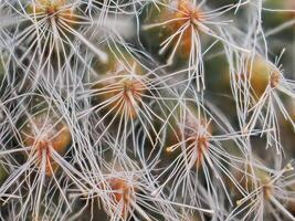 Cactus grown in a pot in a greenhouse photo