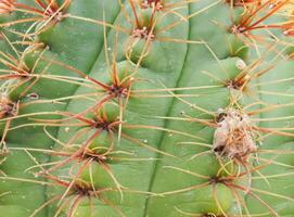 Cactus grown in a pot in a greenhouse photo