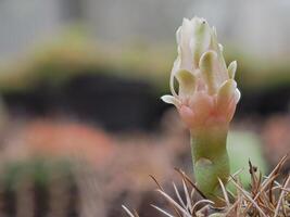 Cactus grown in a pot in a greenhouse photo