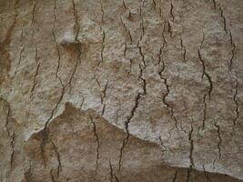 Fresh bark has a natural pattern. photo