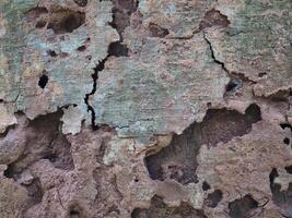 Fresh bark has a natural pattern. photo