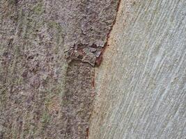 Fresh bark has a natural pattern. photo