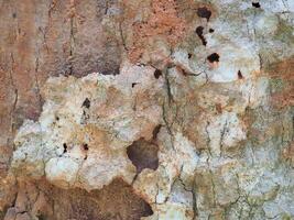 Fresh bark has a natural pattern. photo