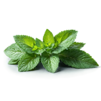 Mint with small leaves and stems in scattered dynamic composition Food and culinary concept png