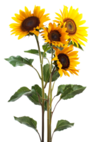 bouquet of sunflowers standing out against a transparent background png