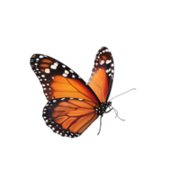 Butterfly in flight isolated against a transparent background png