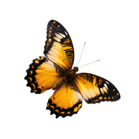 Butterfly in flight isolated against a transparent background png