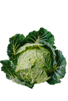 cabbage with a transparent background png