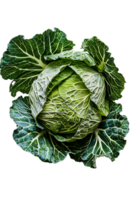 cabbage with a transparent background png