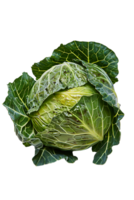 cabbage with a transparent background png