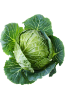 cabbage with a transparent background png