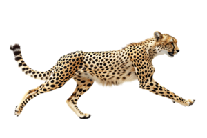 Cheetah running, side view, isolated against a transparent background png