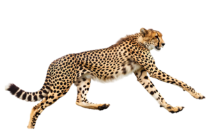 Cheetah running, side view, isolated against a transparent background png