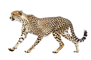 Cheetah running, side view, isolated against a transparent background png