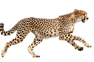 leopardo correr, lado vista, aislado en contra un transparente antecedentes png