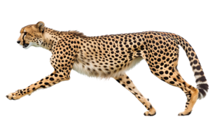 Cheetah running, side view, isolated against a transparent background png