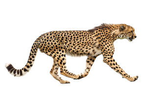 Cheetah running, side view, isolated against a transparent background png