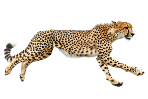 Cheetah running, side view, isolated against a transparent background png