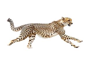 Cheetah running, side view, isolated against a transparent background png