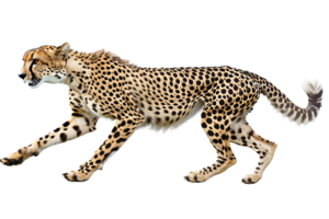 Cheetah running, side view, isolated against a transparent background png