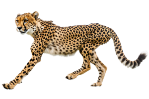 guepardo correndo, lado visualizar, isolado contra uma transparente fundo png