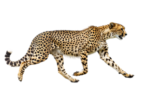 Cheetah running, side view, isolated against a transparent background png