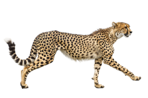 Cheetah running, side view, isolated against a transparent background png