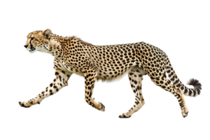 Cheetah running, side view, isolated against a transparent background png