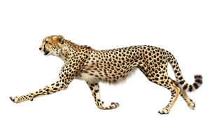 Cheetah running, side view, isolated against a transparent background png
