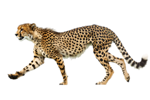 Cheetah running, side view, isolated against a transparent background png