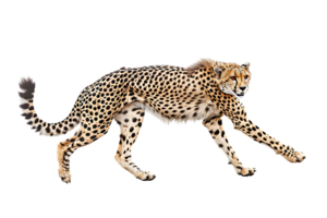 Cheetah running, side view, isolated against a transparent background png