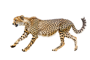 leopardo correr, lado vista, aislado en contra un transparente antecedentes png