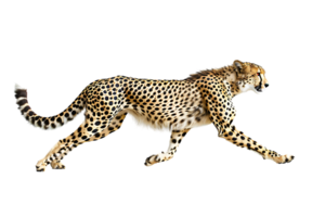 Cheetah running, side view, isolated against a transparent background png