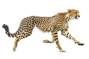 Cheetah running, side view, isolated against a transparent background png