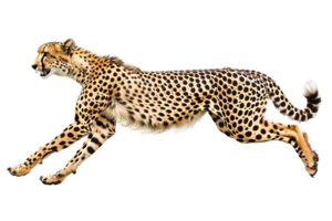 Cheetah running, side view, isolated against a transparent background png