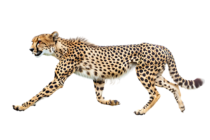 Cheetah running, side view, isolated against a transparent background png