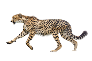 Cheetah running, side view, isolated against a transparent background png
