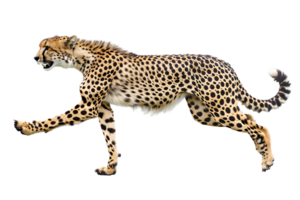 Cheetah running, side view, isolated against a transparent background png