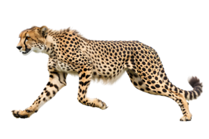 Cheetah running, side view, isolated against a transparent background png
