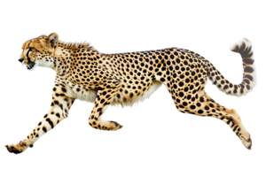 Cheetah running, side view, isolated against a transparent background png