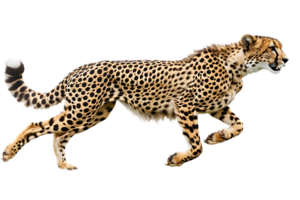 Cheetah running, side view, isolated against a transparent background png