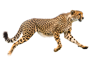 Cheetah running, side view, isolated against a transparent background png