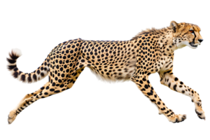 Cheetah running, side view, isolated against a transparent background png
