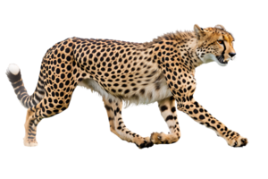 Cheetah running, side view, isolated against a transparent background png