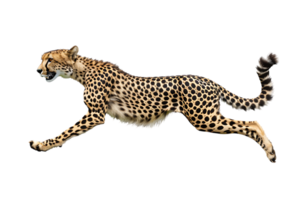 Cheetah running, side view, isolated against a transparent background png