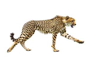 leopardo correr, lado vista, aislado en contra un transparente antecedentes png