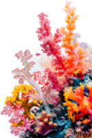 colorful coral reef isolated against a transparent background png
