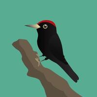 A digital illustration of a pileated woodpecker on a tree trunk with a green background vector