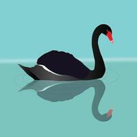 A digital illustration of a black swan swimming in the water. You can see the reflection of the big black bird in the water. Waves are visualized with grey thin circles. vector