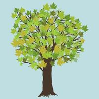 A digital illustration of a maple tree during summer. The tree has green leafs. vector